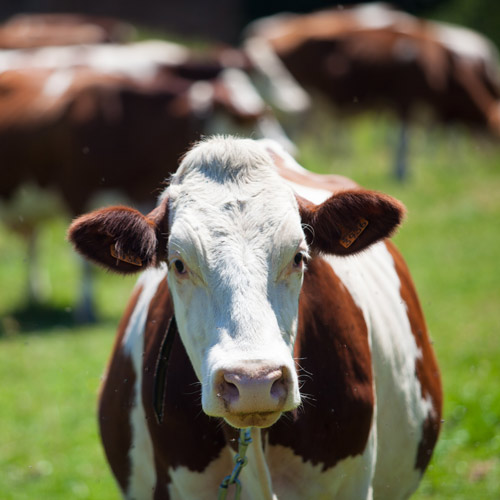 vache-laitiere-jura