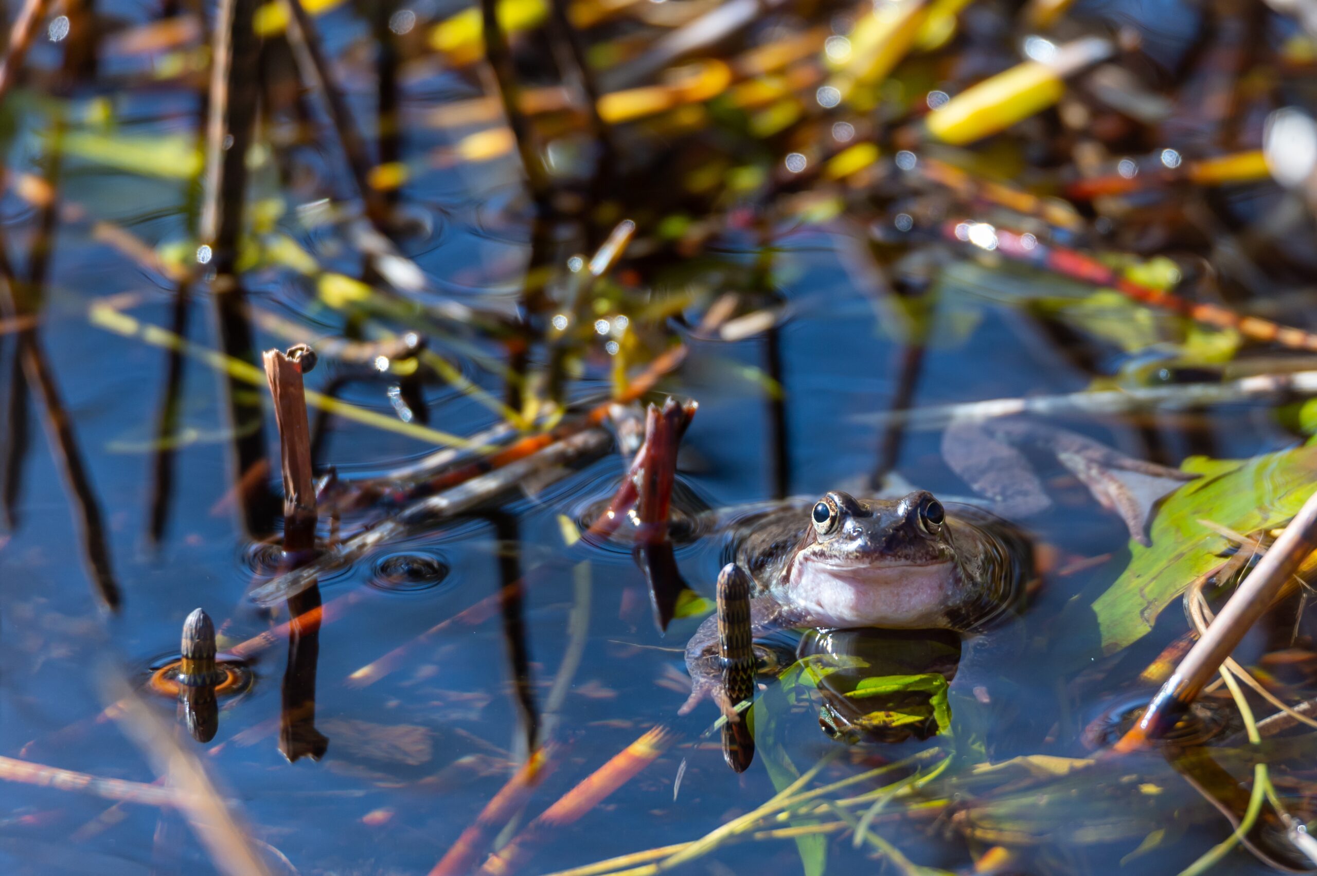 Grenouille dans un point d'eau