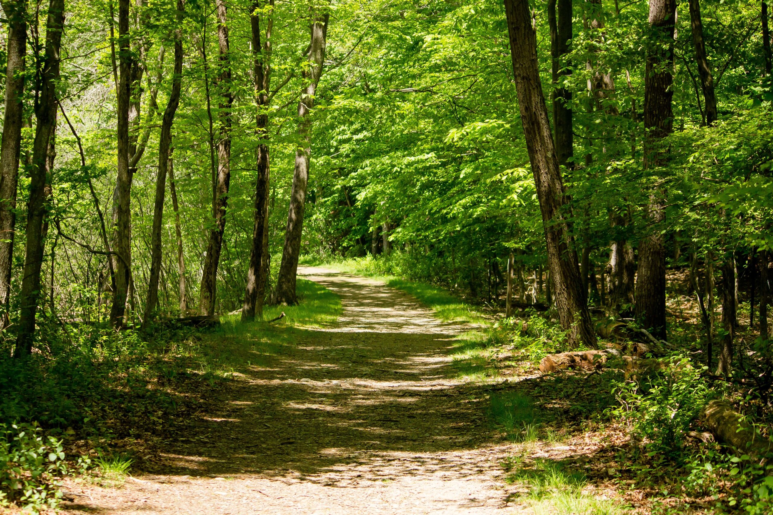 Forêt illustrant la notion d'espace naturel